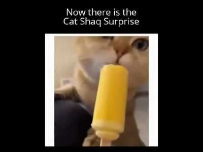Cat Shaq happens again