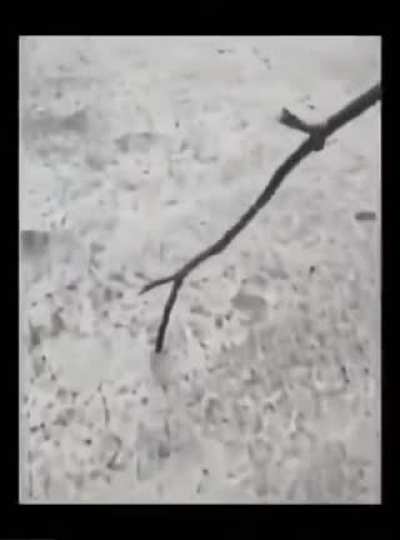 Idi mana chinnappudu chesam evarikaina gurthunda