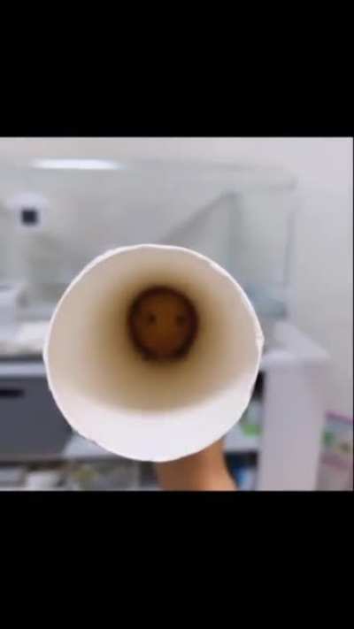 Oi