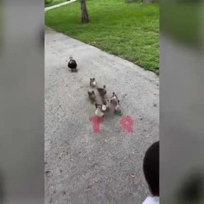 Duckies
