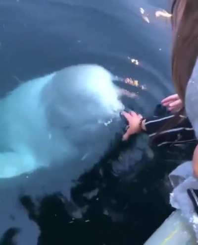 Girl freaks out in joy after a beluga brings her back the phone she dropped in the sea