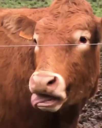 Cow see, Cow do
