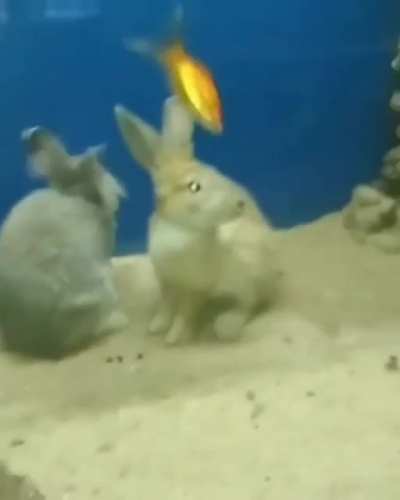 Ngebug