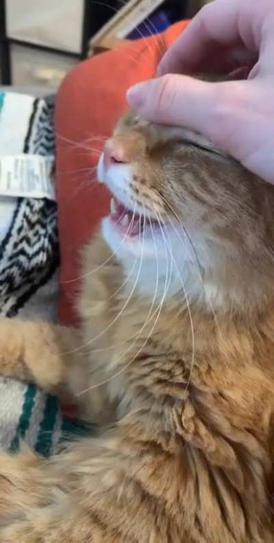 Merlin enjoying his morning face pets ❤️