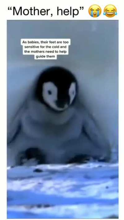 Penguins are the best