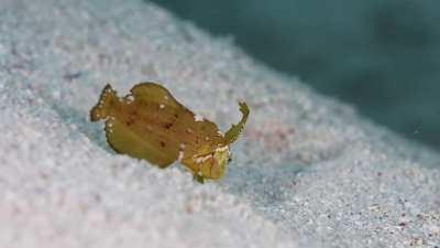 Juvenile Peacock Razorfish