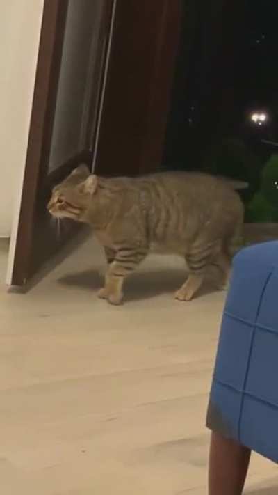 What the cat doing
