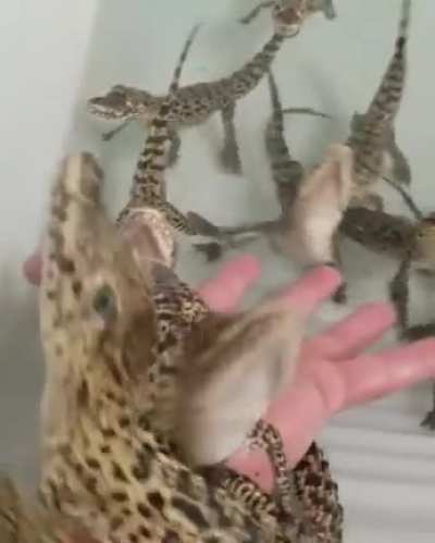 Not only are baby crocodiles cute they sound like little lazers too