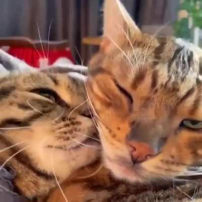 Pillow talk
