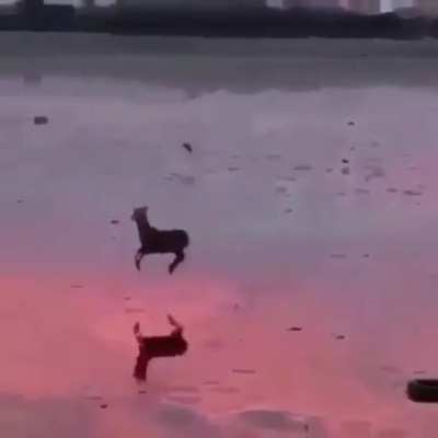 🔥 A deer prancing through a low tide in the early evening 🔥