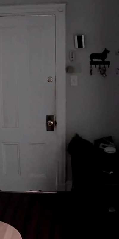 Cat when our friend stops by to check up on her