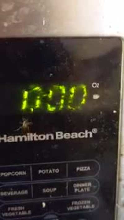 - Hey the microwave might have some bugs