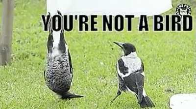 I'm a bat