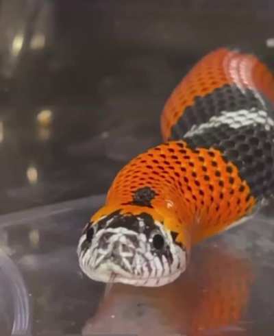 blessed_snek