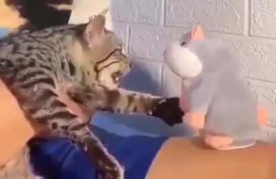 are you mocking me  ?