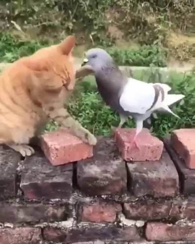 Duking It Out