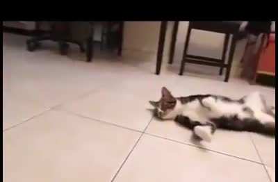 Evil cat