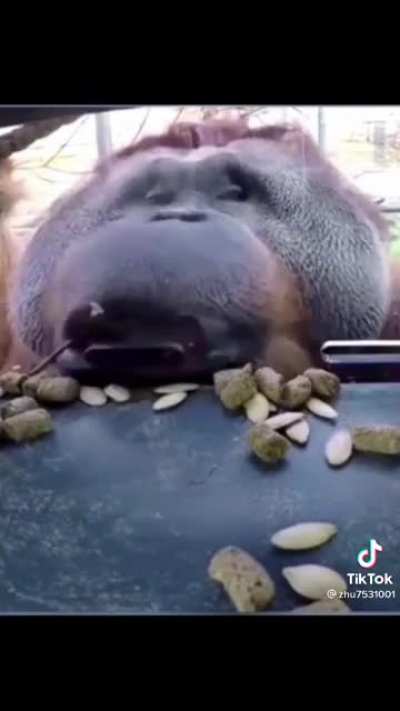 Smart monkey