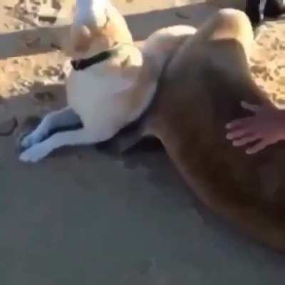 When terra dog and aqua dog meet...