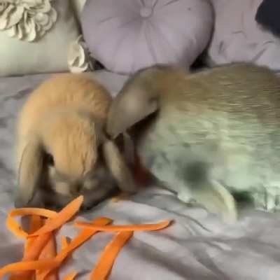 cute Rabbits