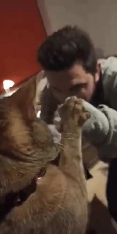 Hitcat training