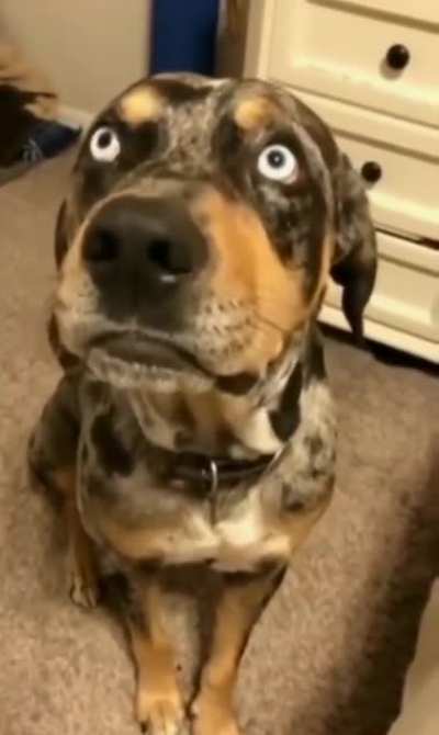 This dog arguing about where he put his butt hole is the best thing i have seen all day.
