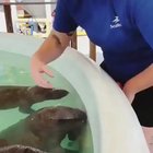 Baby Manatees!