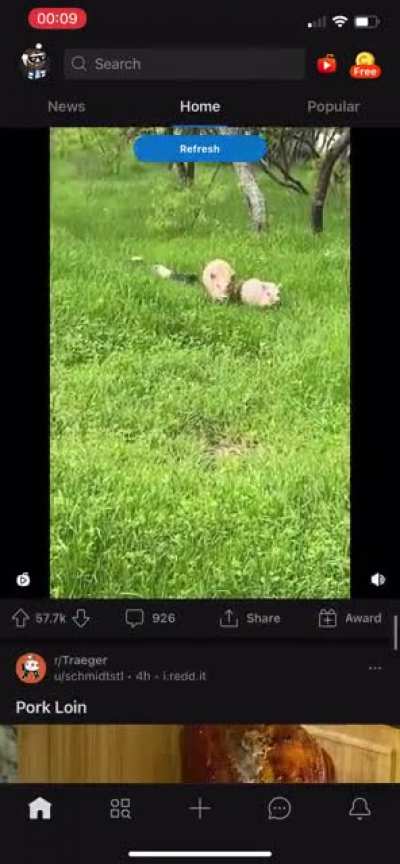 Blursed reddit home page…