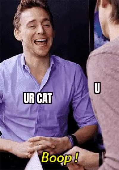 Tom Hiddleston is very boopable hence tom is a cat.