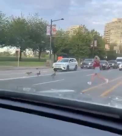 A good job she made - helping them to cross the road