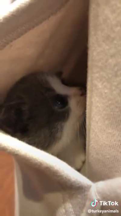 Kitty In a Pocket