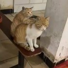 Почеши мне спинку