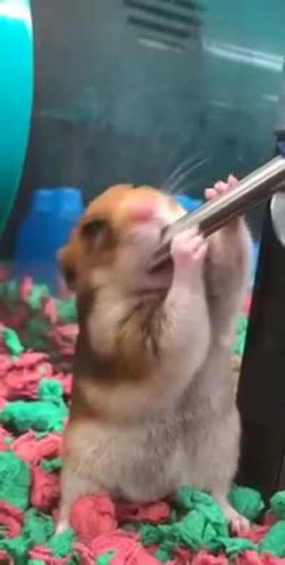 Just a cute hamster having a drink.