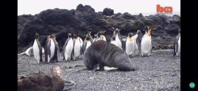 cursed_mating