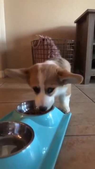 Howlies while eating. Complements to the chef.