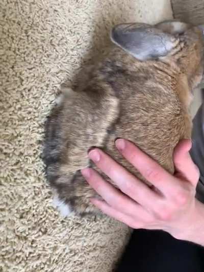 Anyone else ever get the bunny butt twitch when they eat a nanner? 🍌