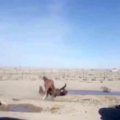 Just a little horse play