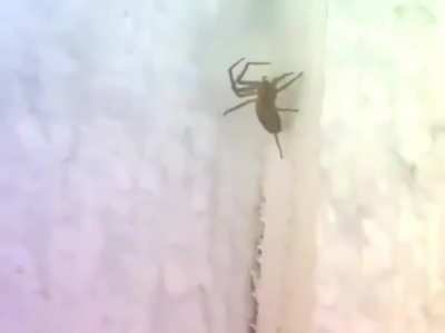 maximum spider