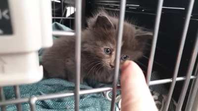 It may be a tiny kitten squeak, but it's still a yell in my book.