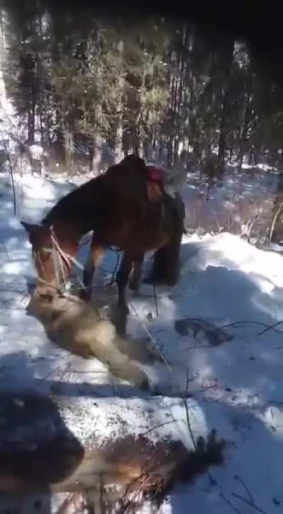 Wolf attacked by an angry horse