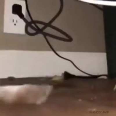 What the rat doin