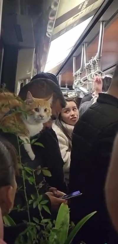Gato pasajero en metro de santiago 