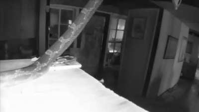 Security cam notification, and this is what I see….