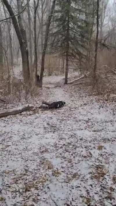 What could go wrong if I try to grind this snowy log on my shoes? Please excuse my laugh I was trying not to piss in my pants.