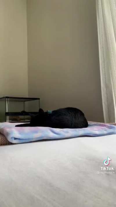 Cat fucking dies