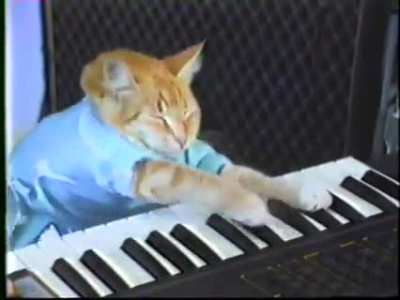 for all the people who loves this cat here ya got