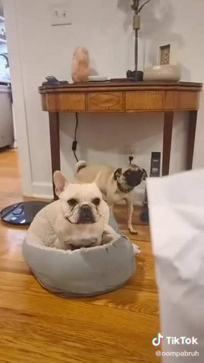 He’s barking at himself.
