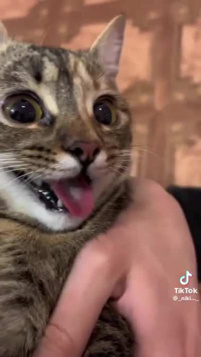 Cat raised by dogs