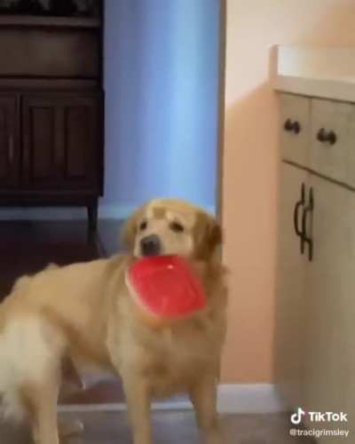 Golden retriever caught stealing food, shows a priceless reaction!