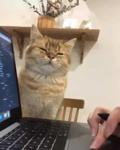 Slacking Tec Cat